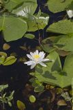 Fragrant water-lily, Nymphea odorata