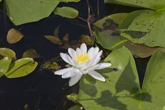 Fragrant Water-lily