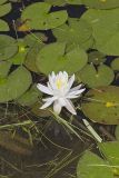 Fragrant water-lily, Nymphea odorata