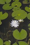 Fragrant water-lily, Nymphea odorata