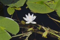 Fragrant water-lily, Nymphea odorata