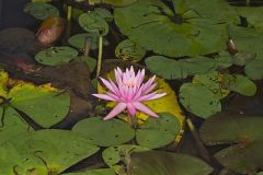 Fragrant water-lily, Nymphea odorata