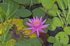 Fragrant water-lily, Nymphea odorata