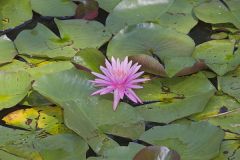 Fragrant water-lily, Nymphea odorata