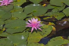 Fragrant water-lily, Nymphea odorata