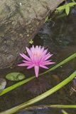 Fragrant water-lily, Nymphea odorata