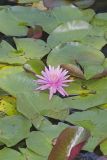 Fragrant water-lily, Nymphea odorata