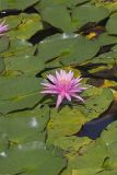 Fragrant water-lily, Nymphea odorata