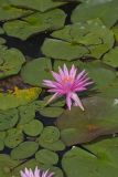 Fragrant water-lily, Nymphea odorata