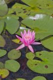 Fragrant water-lily, Nymphea odorata