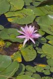 Fragrant water-lily, Nymphea odorata