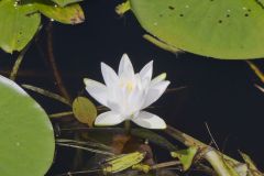 Fragrant Water Lily, Nymphea odorata