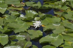 Fragrant Water Lily, Nymphea odorata