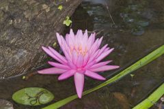 Fragrant Water Lily, Nymphea odorata