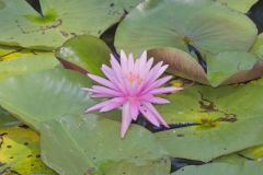 Fragrant Water Lily, Nymphea odorata