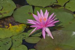 Fragrant Water Lily, Nymphea odorata