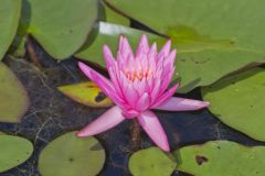 Fragrant Water Lily, Nymphea odorata