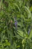 French grass, Orbexilum onobrychis