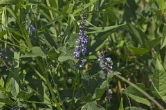 French grass