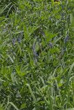 French grass, Orbexilum onobrychis