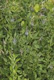 French grass, Orbexilum onobrychis