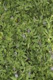 French grass, Orbexilum onobrychis