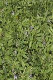 French grass, Orbexilum onobrychis
