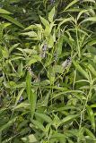 French grass, Orbexilum onobrychis