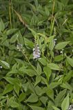 French grass, Orbexilum onobrychis