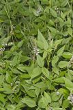 French grass, Orbexilum onobrychis