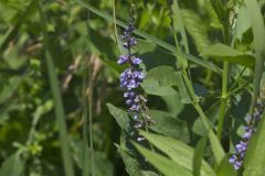 French grass, Orbexilum onobrychis