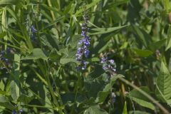 French grass, Orbexilum onobrychis