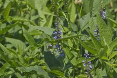 French grass, Orbexilum onobrychis