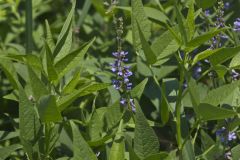 French grass, Orbexilum onobrychis