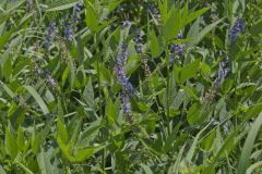 French grass, Orbexilum onobrychis