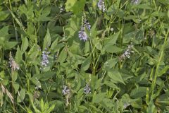 French grass, Orbexilum onobrychis