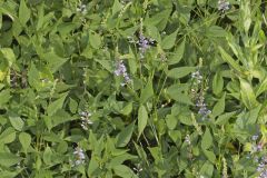 French grass, Orbexilum onobrychis