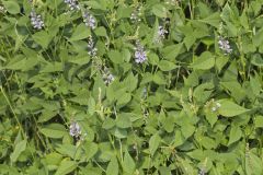 French grass, Orbexilum onobrychis