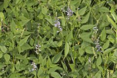 French grass, Orbexilum onobrychis