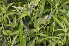 French grass, Orbexilum onobrychis