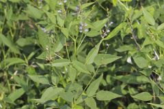 French grass, Orbexilum onobrychis