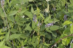 French grass, Orbexilum onobrychis