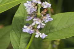 French grass, Orbexilum onobrychis