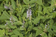 French grass, Orbexilum onobrychis