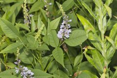 French grass, Orbexilum onobrychis