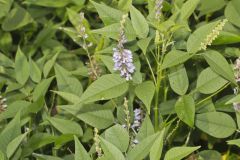 French grass, Orbexilum onobrychis