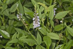 French grass, Orbexilum onobrychis