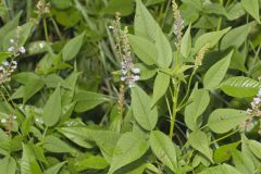 French grass, Orbexilum onobrychis