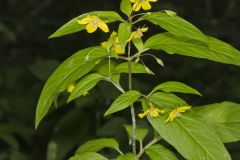 Fringed Loosestrife, Lysimachia ciliata