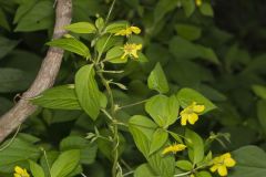 Fringed Loosestrife, Lysimachia ciliata